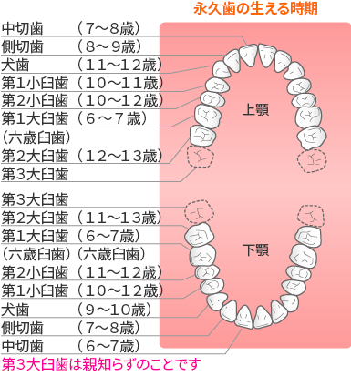 永久歯の生える時期